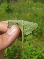 Crataegus chrysocarpa chrysocarpa