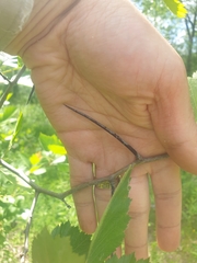 Crataegus chrysocarpa chrysocarpa