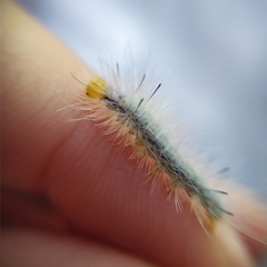 Cyanopepla fastuosa