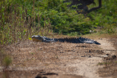 Crocodylus acutus