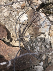 Peniocereus striatus