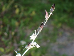 Coelioxys slossoni slossoni