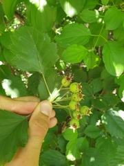 Crataegus canadensis
