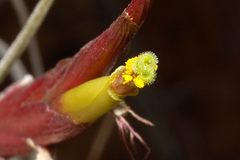 Tillandsia schiedeana
