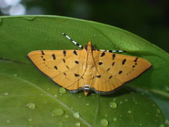 Phaedropsis stictigramma