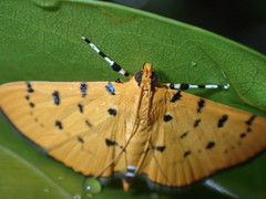 Phaedropsis stictigramma