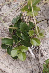 Knowltonia vesicatoria