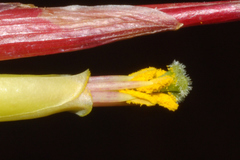 Tillandsia schiedeana