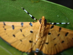 Phaedropsis stictigramma