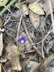 Githopsis specularioides