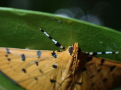 Phaedropsis stictigramma