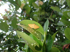 Phaedropsis stictigramma