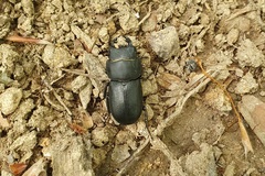 Dorcus parallelipipedus