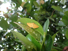 Phaedropsis stictigramma
