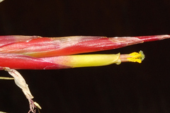 Tillandsia schiedeana