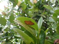 Phaedropsis stictigramma