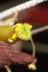 Tillandsia schiedeana