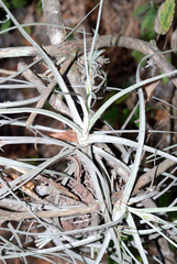 Tillandsia schiedeana