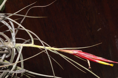 Tillandsia schiedeana