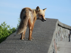 Vulpes vulpes deletrix