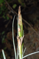 Tillandsia schiedeana