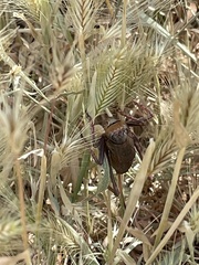 Anabrus simplex
