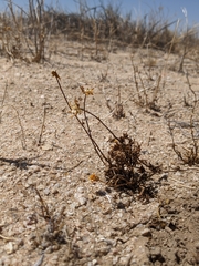 Leptosyne calliopsidea