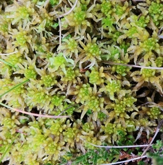 Sphagnum pulchrum