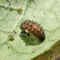 Adalia bipunctata