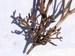 Leptosyne calliopsidea