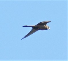 Falco vespertinus