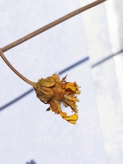 Leptosyne calliopsidea