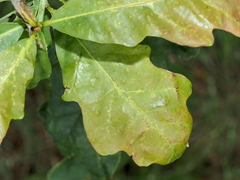 Neuroterus quercusverrucarum