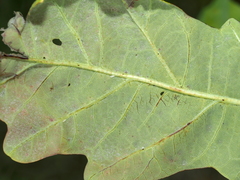 Neuroterus quercusverrucarum