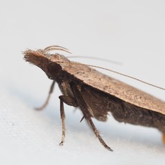 Dichomeris ventrellus