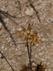 Leptosyne calliopsidea