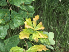 Neuroterus quercusverrucarum