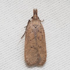 Dichomeris ventrellus