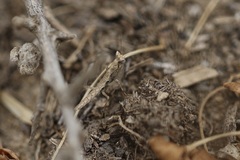 Litaneutria pacifica