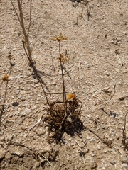 Leptosyne calliopsidea