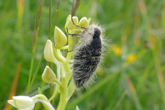 Lycia alpina