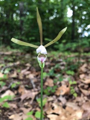 Cleistesiopsis bifaria