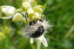 Lycia alpina