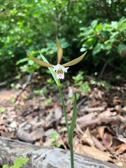 Cleistesiopsis bifaria