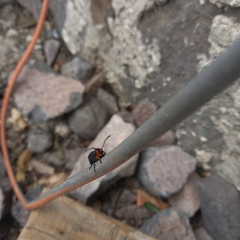 Gnamptonychia ventralis