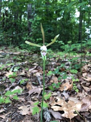 Cleistesiopsis bifaria