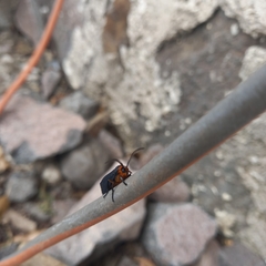 Gnamptonychia ventralis