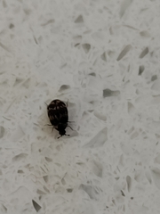 Anthrenus scrophulariae