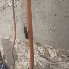 Gnamptonychia ventralis