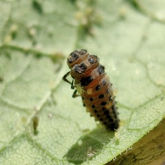 Adalia bipunctata